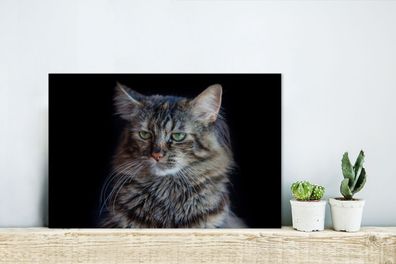 Glasbilder - 30x20 cm - Maine Coon Katze mit schwarzem Hintergrund (Gr. 30x20 cm)