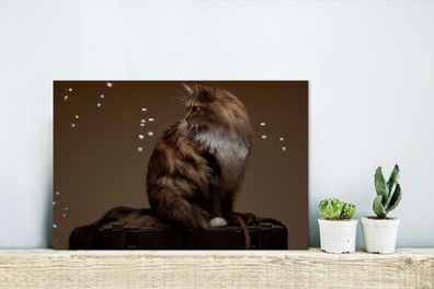 Glasbilder - 30x20 cm - Braune Maine Coon Katze sitzt auf einer alten Schachtel