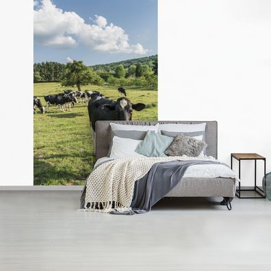 Fototapete - 155x240 cm - Kühe - Gras - Belgien (Gr. 155x240 cm)