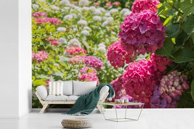 Fototapete - 450x300 cm - Ein Garten voller rosa und weißer Hortensien