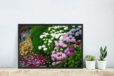 Poster - 60x40 cm - Lebendige Hortensienblüten (Gr. 60x40 cm)