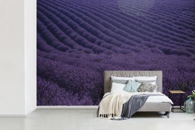 Fototapete - 450x300 cm - Blühendes Lavendelfeld auf sanften Hügeln (Gr. 450x300 cm)