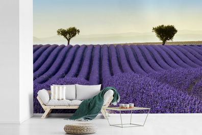 Fototapete - 600x400 cm - Sanfte Hügel mit Bäumen auf einem Lavendelfeld