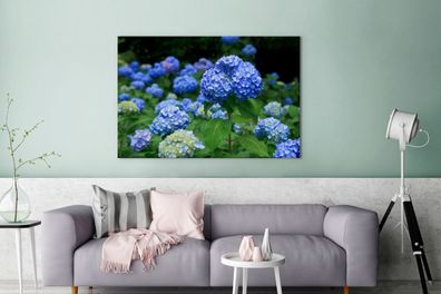 Leinwandbilder - 140x90 cm - Blaue Hortensienblüten (Gr. 140x90 cm)
