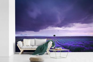 Fototapete - 390x260 cm - Lila Wolken über Lavendelfeldern (Gr. 390x260 cm)