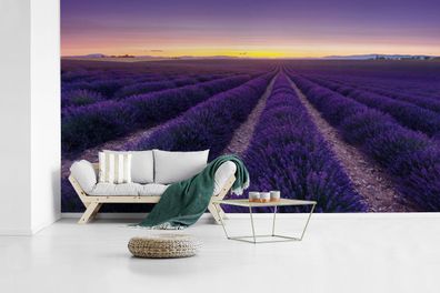 Fototapete - 430x240 cm - Lila Himmel über Reihen in einem Lavendelfeld