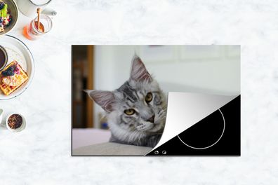Herdabdeckplatte - 80x52 cm - Eine liegende graue Maine Coon Katze