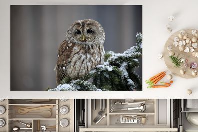 Herdabdeckplatte - 80x52 cm - Ein Schneekauz schaut in die Kamera