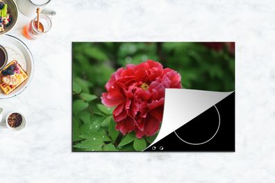 Herdabdeckplatte - 78x52 cm - Eine rote Pfingstrose im Frühling