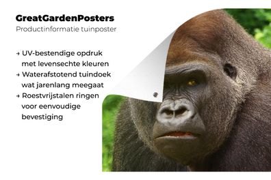 Gartenposter - 120x90 cm - Nahaufnahme des Gesichts eines männlichen Gorillas