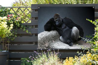 Gartenposter - 120x90 cm - Gorilla entspannt auf einem Felsen (Gr. 120x90 cm)