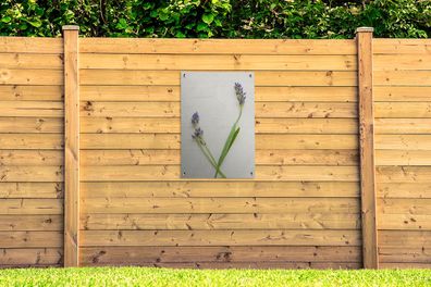 Gartenposter - 60x90 cm - Studioaufnahme von Lavendel (Gr. 60x90 cm)