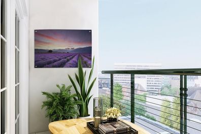 Gartenposter - 60x40 cm - Sonnenuntergang über Lavendel (Gr. 60x40 cm)