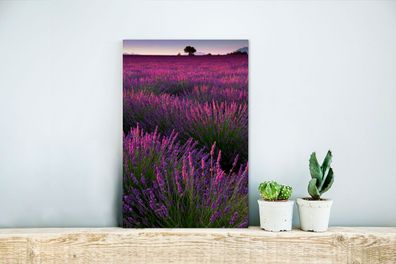 Glasbilder - 20x30 cm - Sonnenuntergang beleuchtet Lavendelfeld in Frankreich