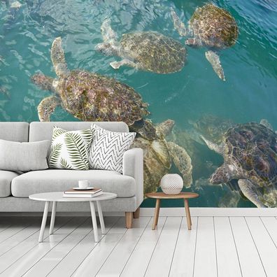 Fototapete - 400x300 cm - Schildkröten schwimmen zusammen im klaren blauen Wasser vor