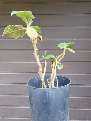 Kletter-Philodendron Pflanze schnellwüchsige Zimmerpflanzen immergrün Exot Duft 