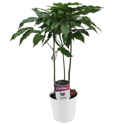 Australische Kastanie - Castanospermum Magnifico - Zimmerpflanzen