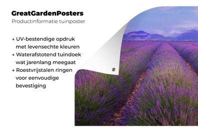 Gartenposter - 120x80 cm - Reihen von Lavendel vor Bergen (Gr. 120x80 cm)