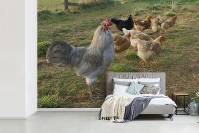 Fototapete - 360x240 cm - Hahn zwischen Hühnern im Gras (Gr. 360x240 cm)
