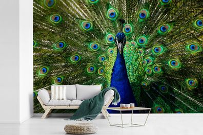Fototapete - 450x300 cm - Pfau - Federn - Augen - Blau (Gr. 450x300 cm)