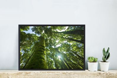 Poster - 60x40 cm - Die giftgrünen Bäume in einem Regenwald mit durchbrechender Sonne