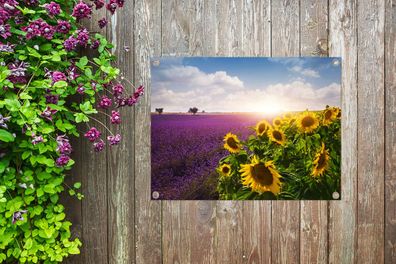 Gartenposter - 40x30 cm - Sonnenblumen neben einem Lavendelfeld (Gr. 40x30 cm)