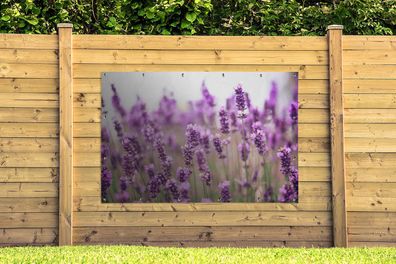 Gartenposter - 180x120 cm - Nahaufnahme eines sonnenbeschienenen Lavendelfeldes