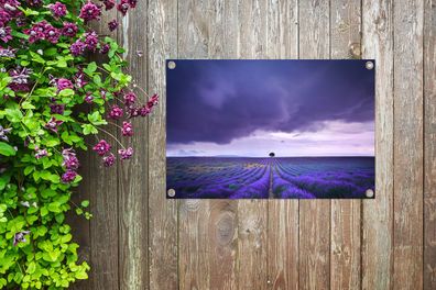 Gartenposter - 90x60 cm - Lila Wolken über Lavendelfeldern (Gr. 90x60 cm)