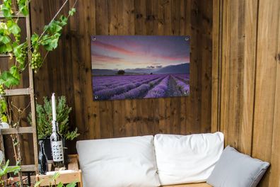 Gartenposter - 90x60 cm - Sonnenuntergang über Lavendel (Gr. 90x60 cm)