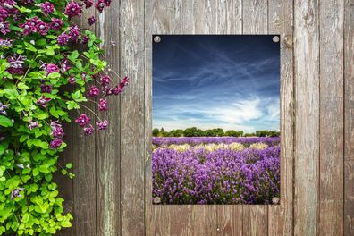 Gartenposter - 60x80 cm - Blauer Himmel über Lavendel in der Natur (Gr. 60x80 cm)