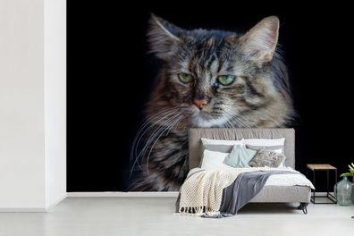 Fototapete - 330x220 cm - Maine Coon Katze mit schwarzem Hintergrund (Gr. 330x220 cm)