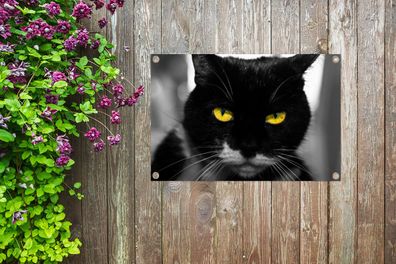 Gartenposter - 60x40 cm - Schwarz-Weiß-Foto des Kopfes einer schwarzen Katze mit gelb