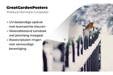 Gartenposter - 200x200 cm - Rotkehlchen - Winter - Schnee (Gr. 200x200 cm)
