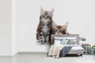 Fototapete - 450x300 cm - Zwei bezaubernde Maine Coon Kätzchen (Gr. 450x300 cm)