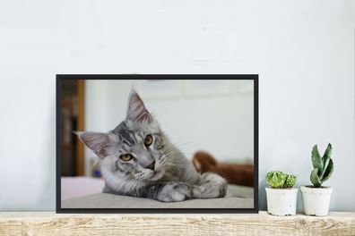 Poster - 60x40 cm - Eine liegende graue Maine Coon Katze (Gr. 60x40 cm)