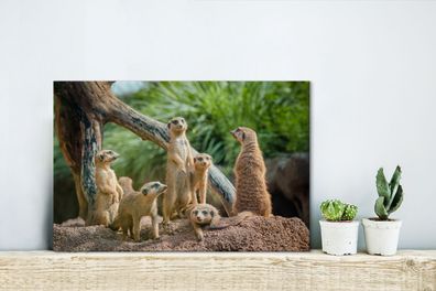 Leinwandbilder - 30x20 cm - Erdmännchen - Familie - Tiere (Gr. 30x20 cm)