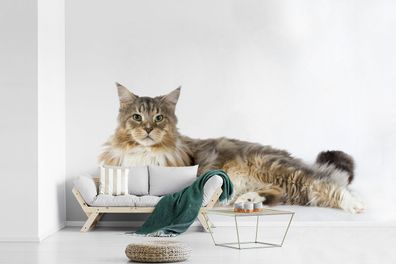 Fototapete - 390x260 cm - Studioaufnahme einer bunten Maine Coon Katze