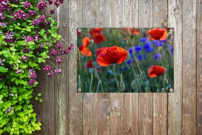 Gartenposter - 90x60 cm - Bunte Mohnblumen in den Niederlanden (Gr. 90x60 cm)