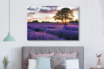 Leinwandbilder - 150x100 cm - Lavendelfelder in England bei Sonnenuntergang