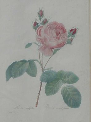 Lithografie um 1830/ Biedermeier/ Pierre Joseph Redoute (Gr. Mittel)