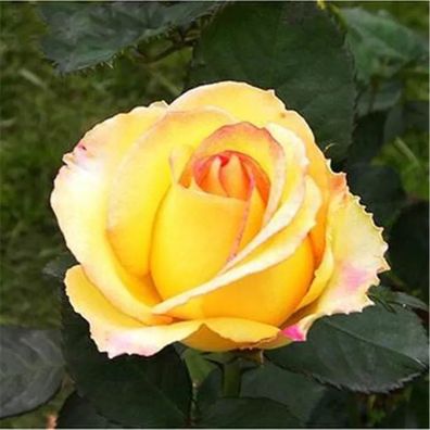 100Pcs Bunte Rose Blumen Duftenden Weihrauch U2D-I