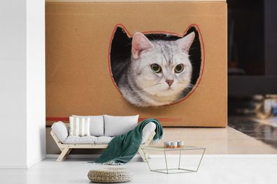 Fototapete - 420x280 cm - Katze - Tier - Box (Gr. 420x280 cm)