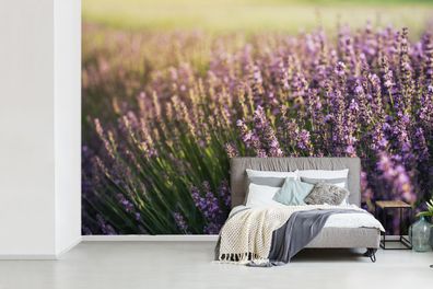 Fototapete - 420x280 cm - Lavendel auf einem Feld (Gr. 420x280 cm)