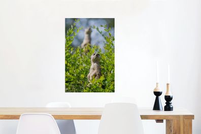 Glasbilder - 40x60 cm - Büsche - Erdmännchen - Tier (Gr. 40x60 cm)