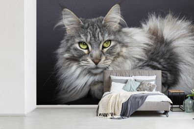 Fototapete - 450x300 cm - Eine schöne liegende Maine Coon Katze (Gr. 450x300 cm)