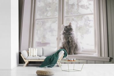 Fototapete - 330x220 cm - Maine Coon Cat sitzt auf der Fensterbank (Gr. 330x220 cm)