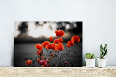 Glasbilder - 30x20 cm - Rote Mohnblumen vor schwarzem und weißem Hintergrund