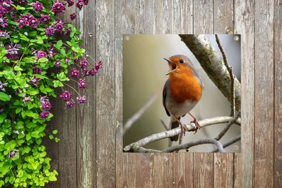 Gartenposter - 50x50 cm - Rotkehlchen - Singen - Baum (Gr. 50x50 cm)