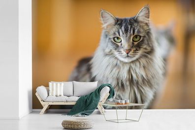 Fototapete - 420x280 cm - Nahaufnahme einer schönen Maine Coon Katze (Gr. 420x280 cm)