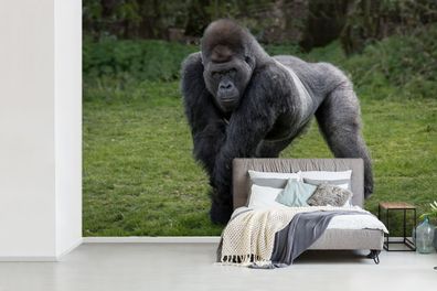 Fototapete - 450x300 cm - Ein Gorilla geht auf seinen Händen und Beinen